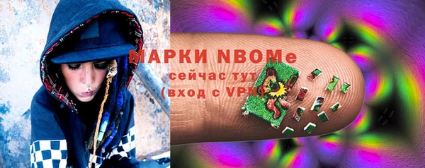 сатива Новозыбков